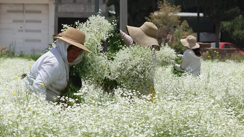 De Asia a Puebla: la flor paniculata que hoy adorna mercados y celebraciones | Fotorreportaje